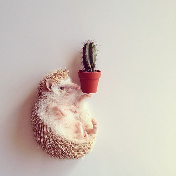 [Image: cute-hedgehog-darcy-darcytheflyinghedgehog-20.jpg]