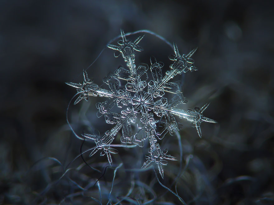 Snowflake - Macro Photography