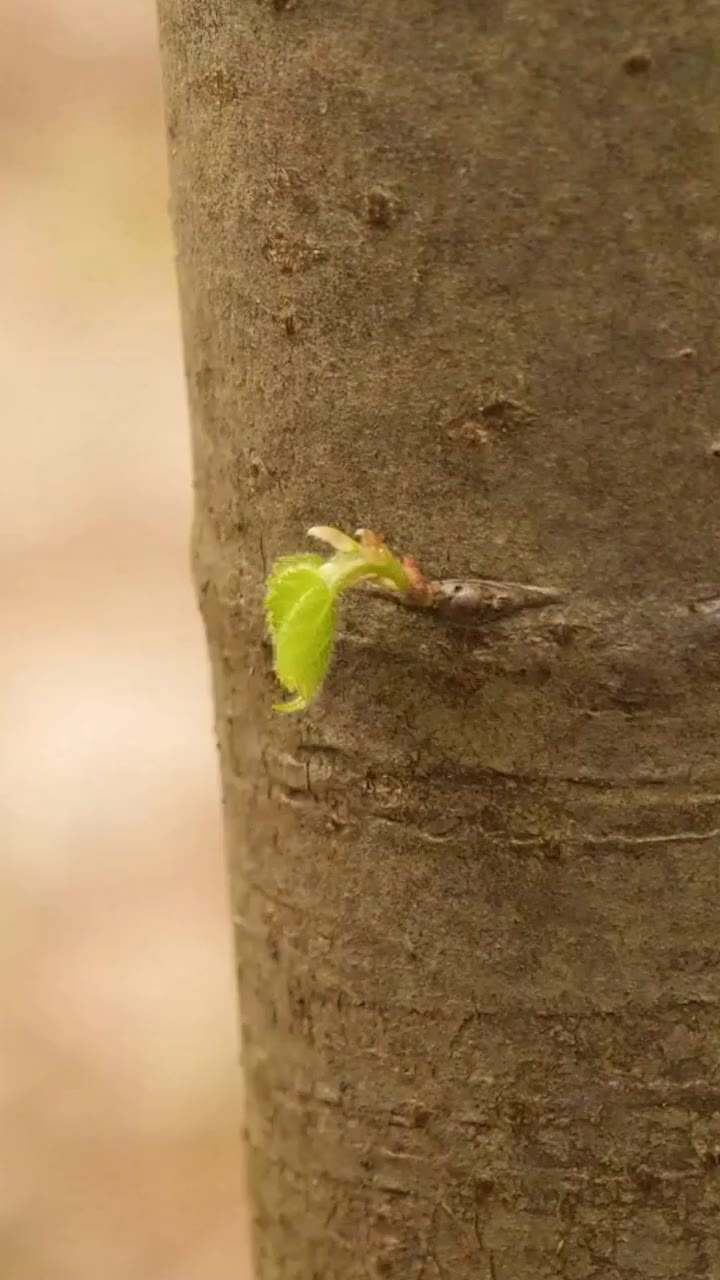 Tree grafting feels like a gardening superpower