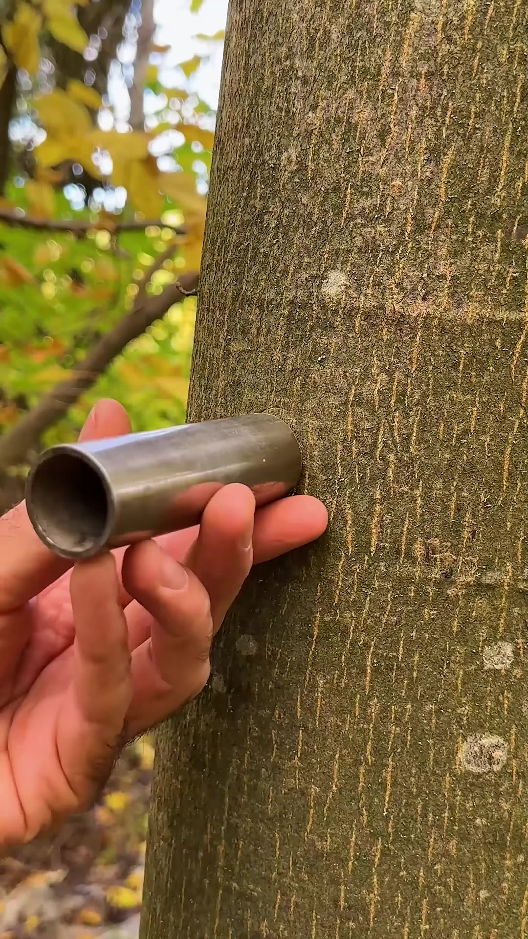 This Tree Grafting Technique Actually Works! 🌳🍏 #shorts