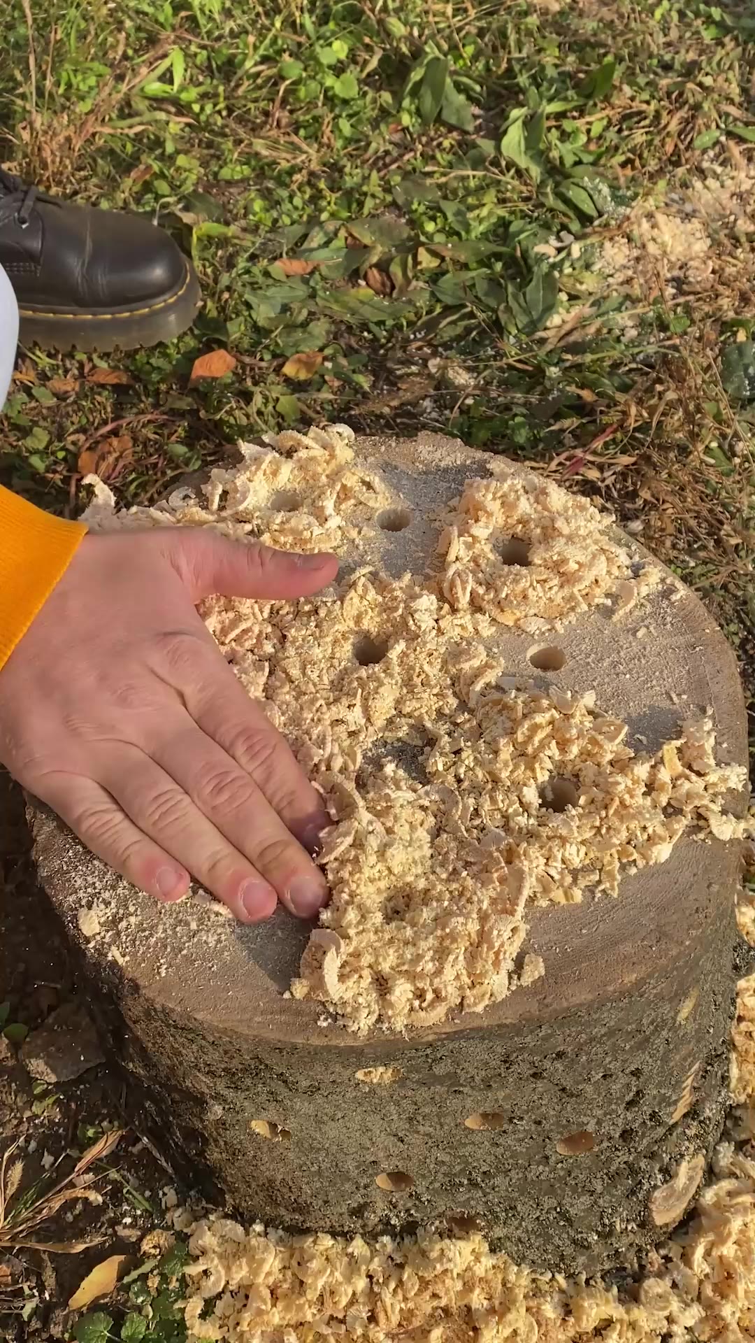 Amazing Stump Tricks