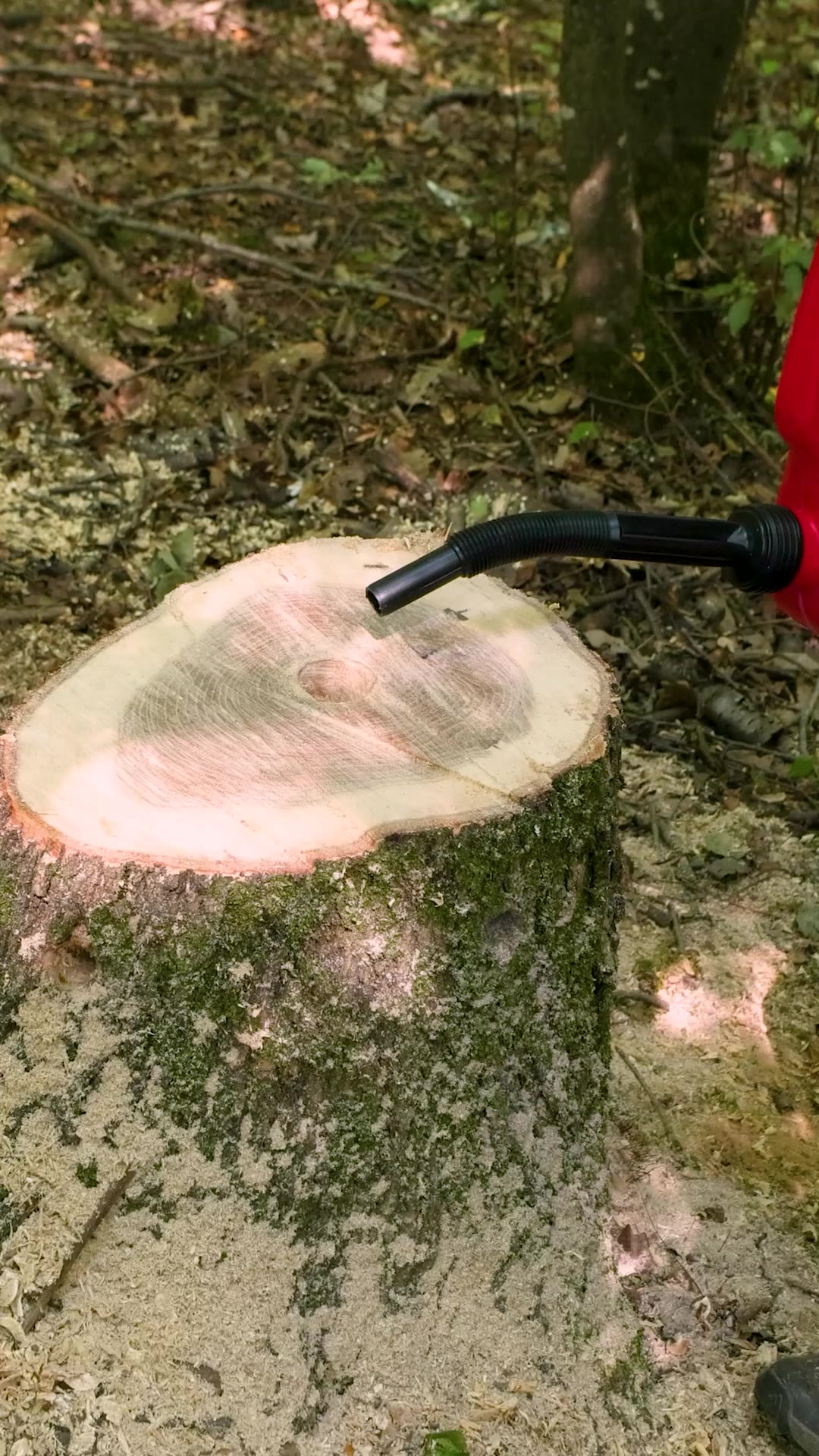 Stump Removal Made Easy