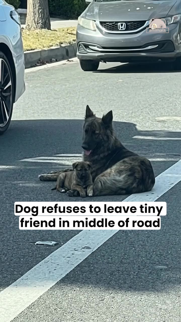 This brave dog refused to leave his tiny friend's side 😭