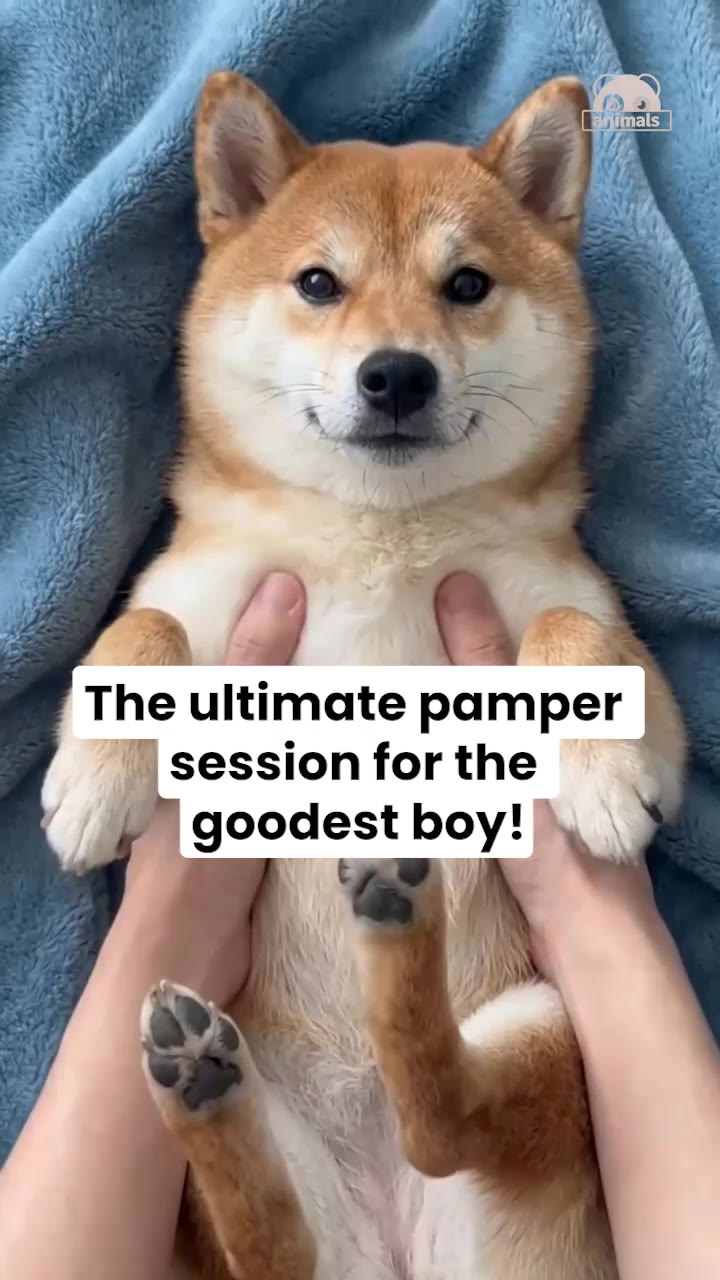 This Shiba Inu's Spa Day Is The Most Wholesome Thing You'll See Today!