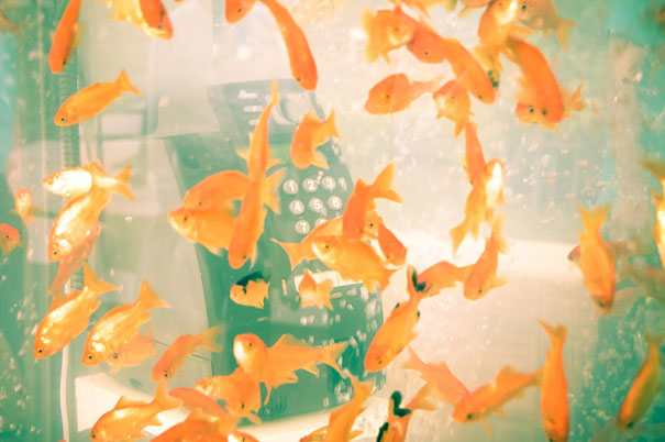Phone Booths Transformed Into Goldfish Tanks