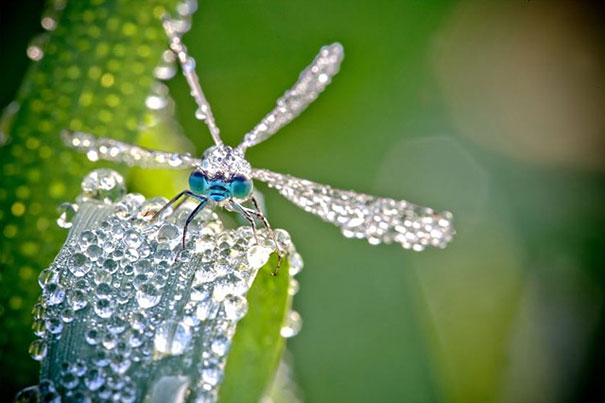 Macro Photos of Insects Covered in Morning Dew