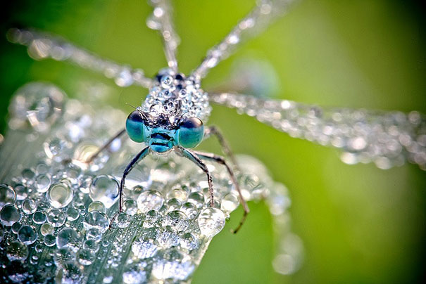 dew-insects-macro-photography-david-chambon-3.jpg