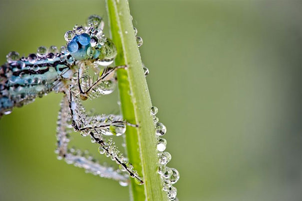 Macro Photos of Insects Covered in Morning Dew