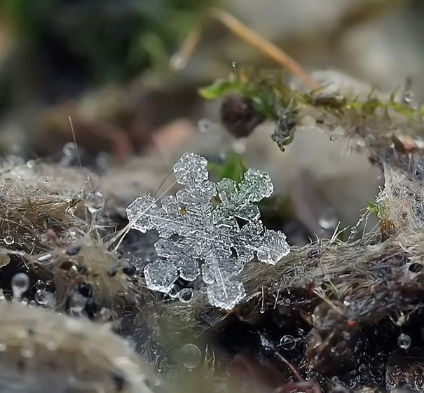 Gorgeous Macro Shots of Individual Snowflakes