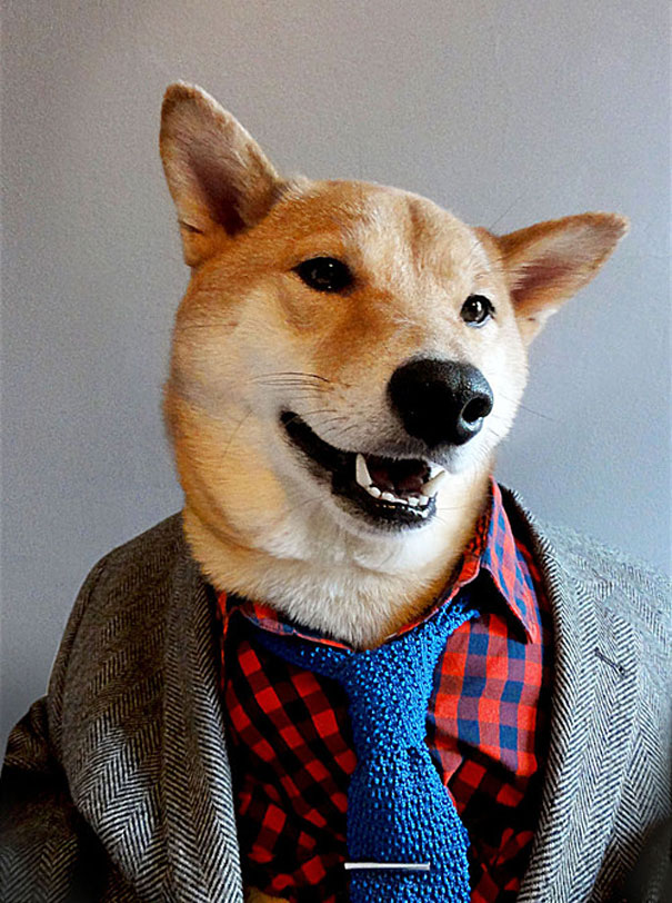 Menswear Dog: Shiba Inu Wearing Designer Gear