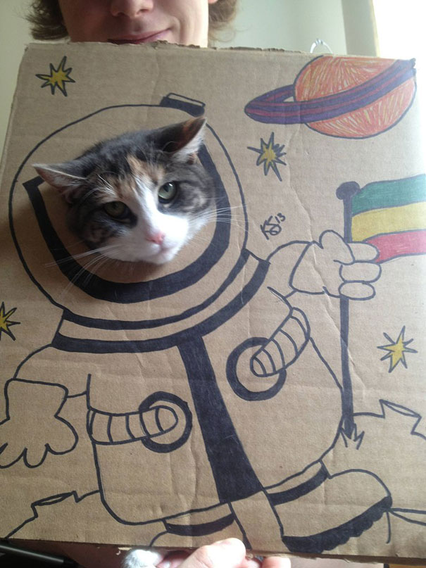 funny-cardboard-cat-costumes-1