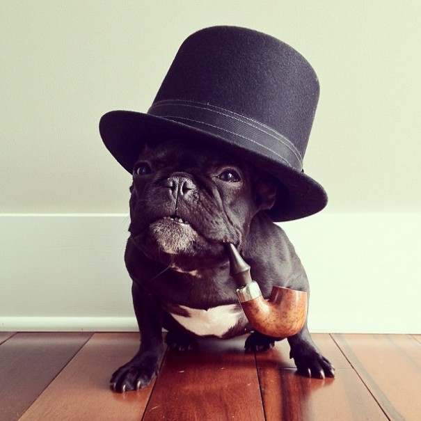 Instagram’s Most Hipster French Bulldog (15 pics)