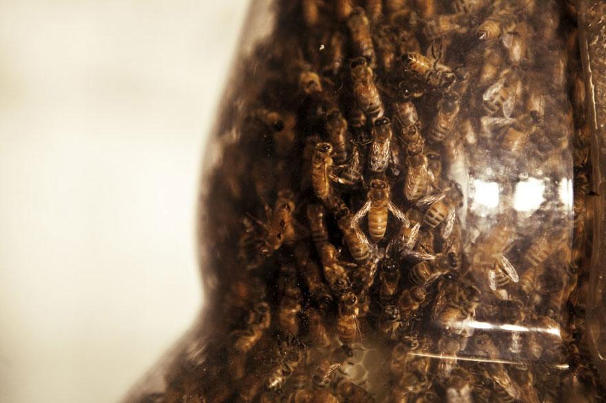 Amazing 3D Sculptures Built by Bees (10 pics)