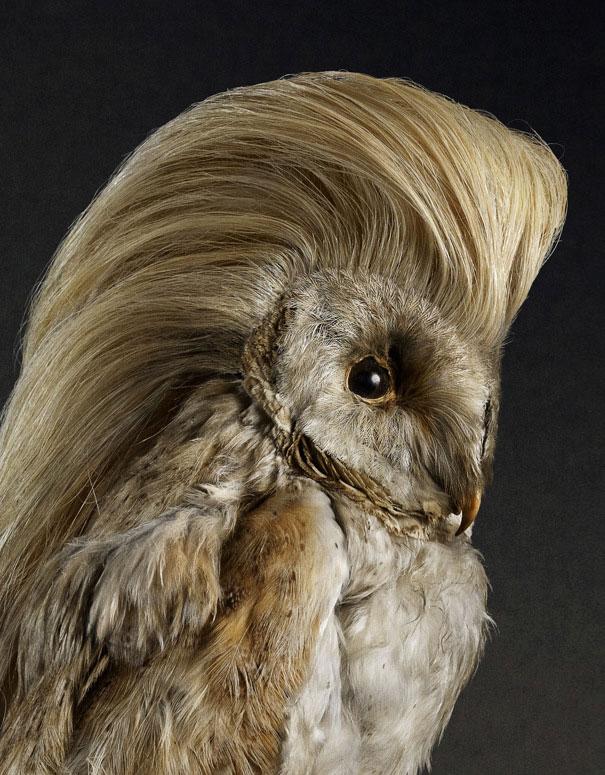 Hilarious Bird Hairdos for Shampoo Commercial (6 pics)