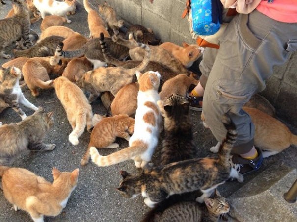 Two Islands In Japan Are Ruled By Cats