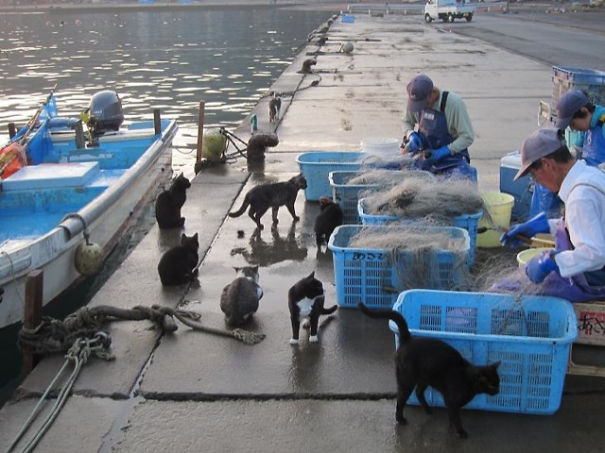 Two Islands In Japan Are Ruled By Cats