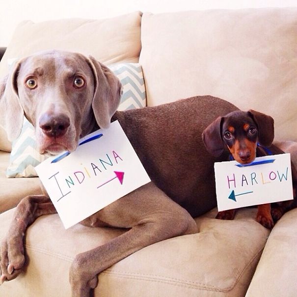 Best Friend Doggies: Harlow And Indiana