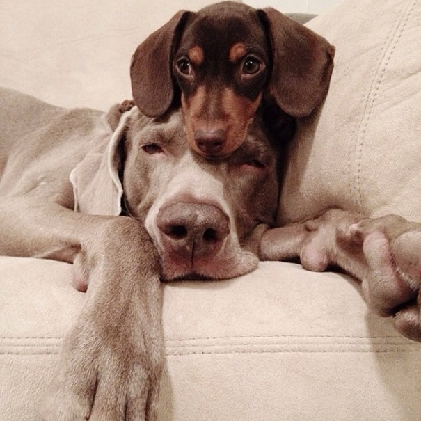 Best Friend Doggies: Harlow And Indiana