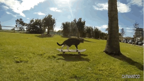skateboard-tricks-cat-Didga-1