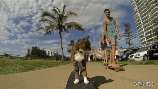 skateboard-tricks-cat-Didga-2