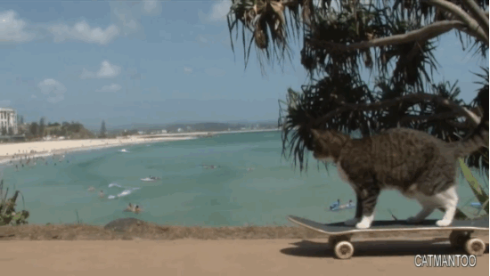 skateboard-tricks-cat-Didga-3