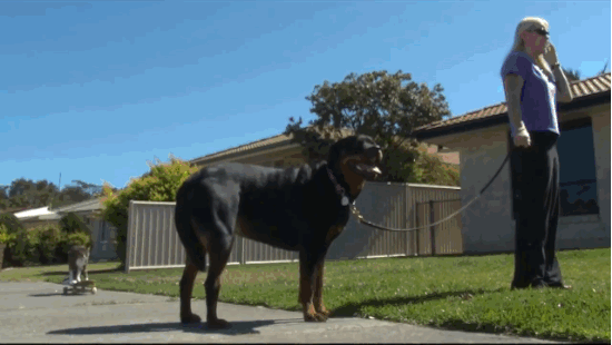 skateboard-tricks-cat-Didga-4