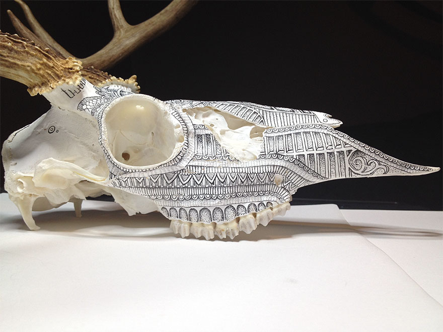 Incredible Animal Skull Art By Peter Deligdisch