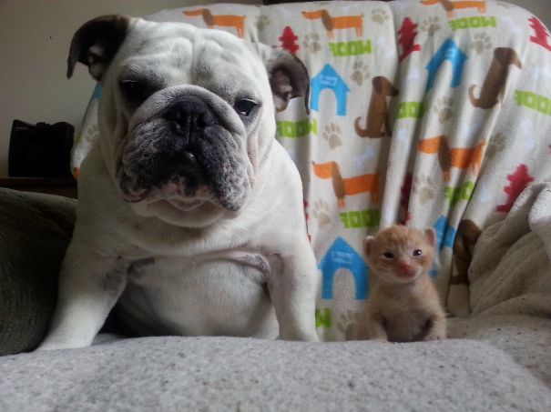 Hammie The Bulldog Takes Care Of Six Foster Kittens