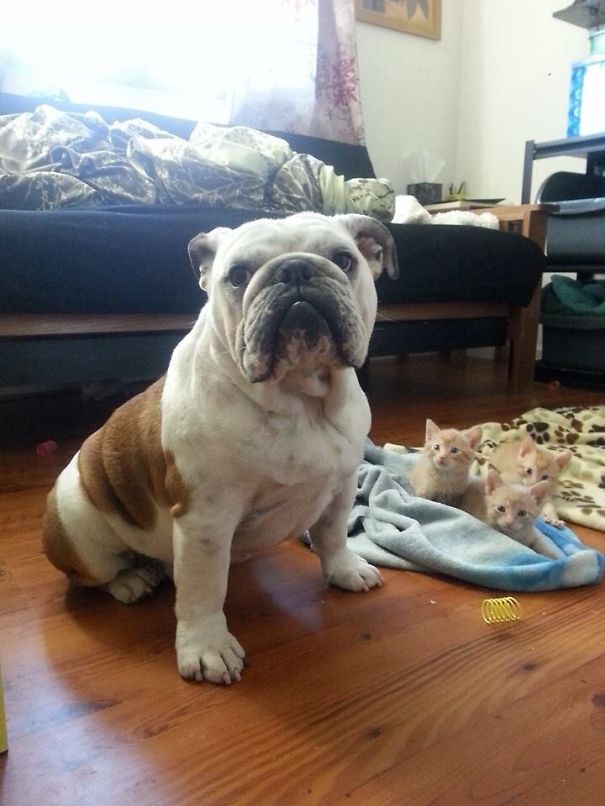 Hammie The Bulldog Takes Care Of Six Foster Kittens