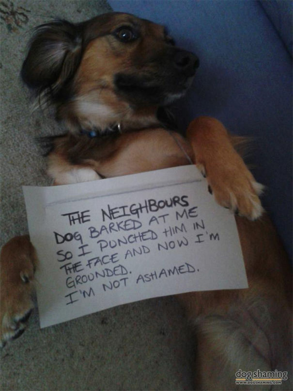 Funny Public Shaming Of Dogs