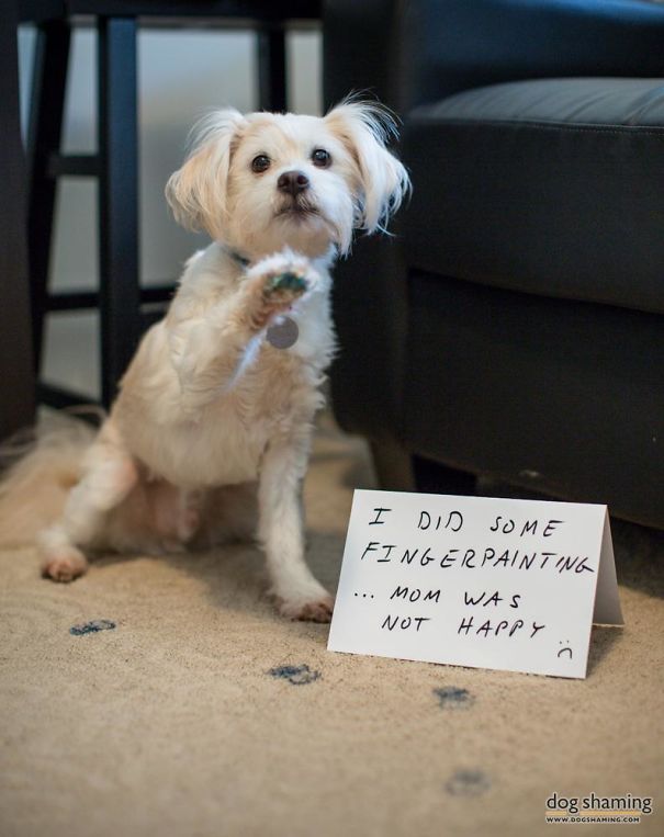 Funny Public Shaming Of Dogs