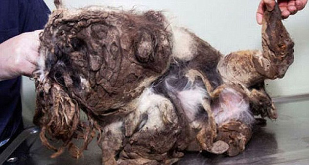 Abandoned Dog Mistaken For Pile Of Trash Gets Rescued And Cleaned Up