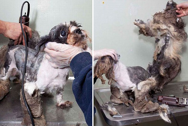 Abandoned Dog Mistaken For Pile Of Trash Gets Rescued And Cleaned Up