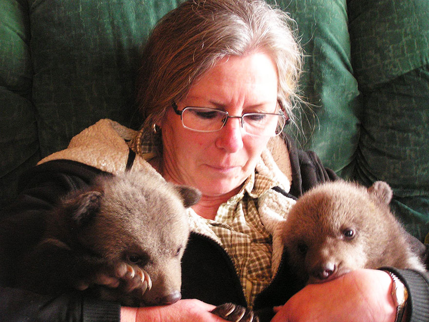 Couple Adopts Twin Bear Cubs Rejected By Their Mother 