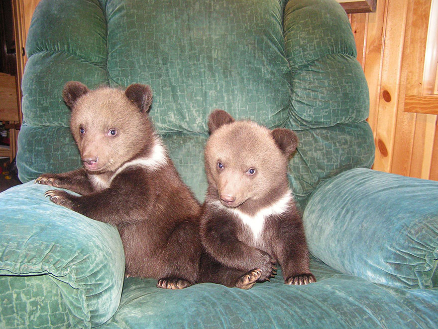 Couple Adopts Twin Bear Cubs Rejected By Their Mother 