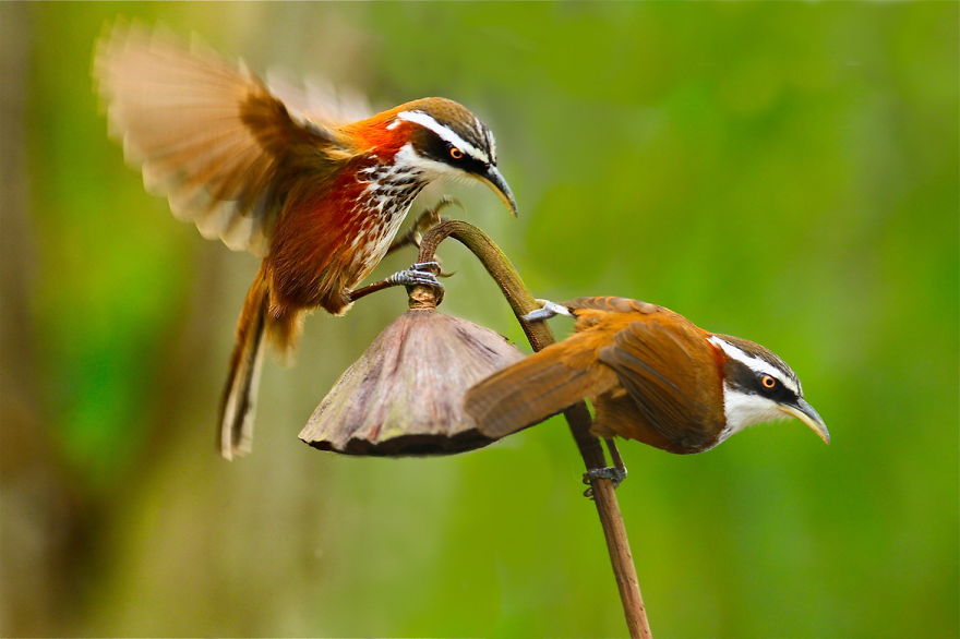 Amazing Bird Photography By Sue Hsu