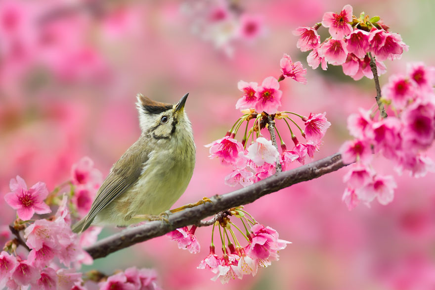 Amazing Bird Photography By Sue Hsu