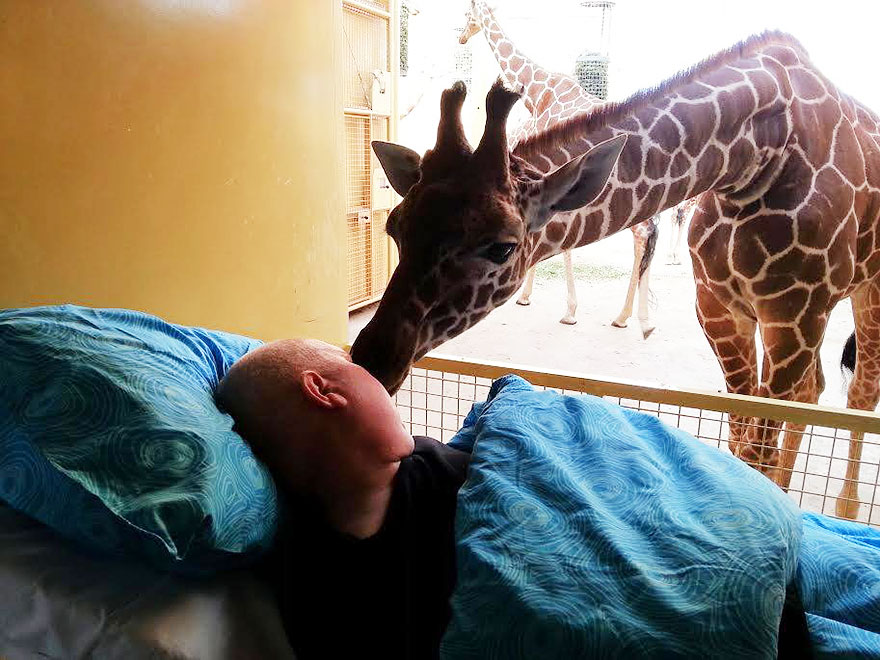 Final Farewell: Giraffe Giving A Lick To Dying Zoo Keeper