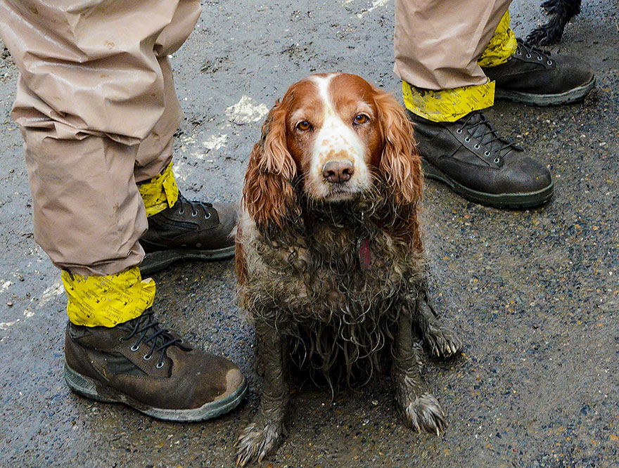 oso-mudslide-search-rescue-dog