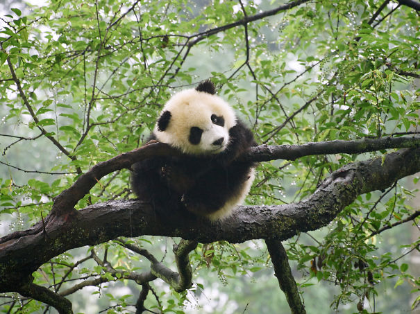 60 Cutest Panda Moments Ever Captured