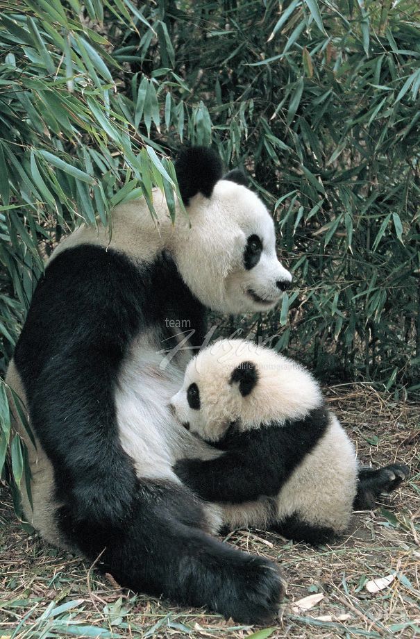 60 Cutest Panda Moments Ever Captured