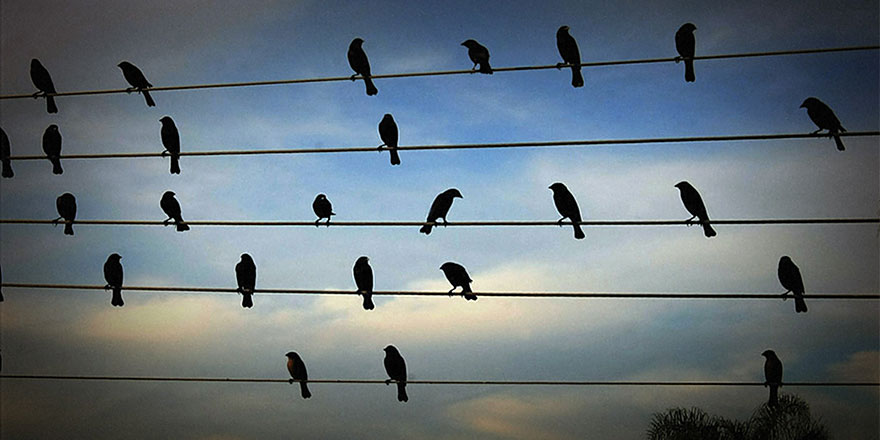 Birds’ Positions On Electric Wires Turned Into Spellbinding Melody