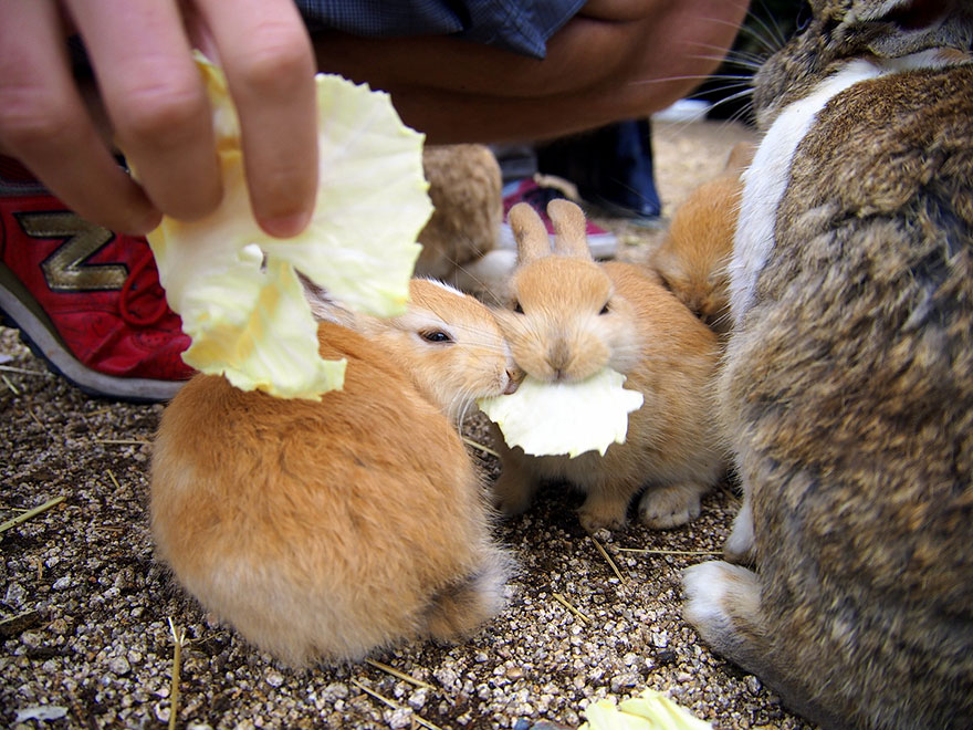 cute-bunnies-rabbit-island-okunoshima-12