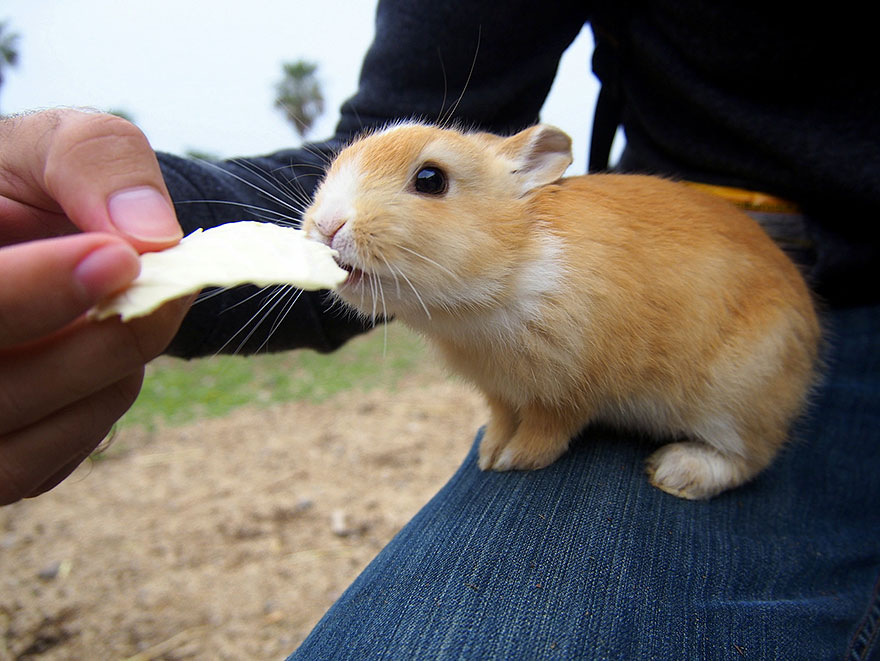 cute-bunnies-rabbit-island-okunoshima-15