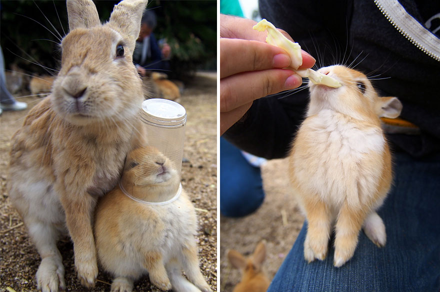 Cute Baby Bunnies Hang Out With A Visitor To Rabbit Island In Japan