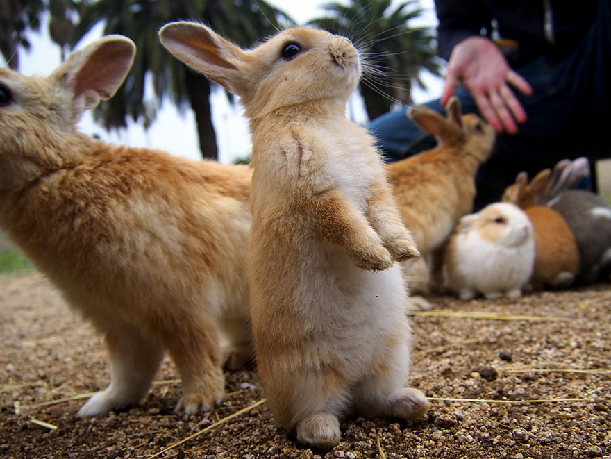 Cute Baby Bunnies Hang Out With A Visitor To Rabbit Island In Japan
