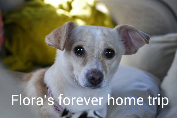 Flora The Neglected Abused And Injured Dog Gets Her Lucky Break In Vegas