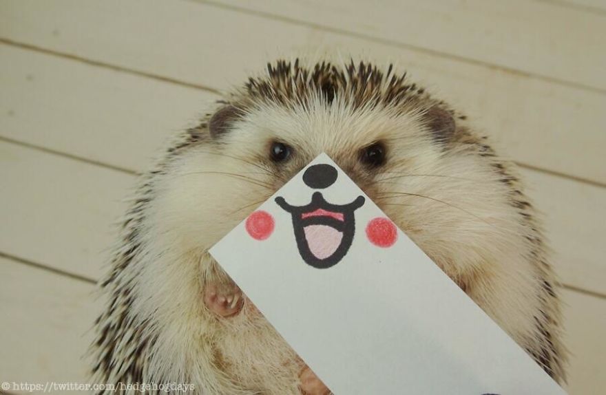 These Hedgehog Faces Are Probably The Cutest Thing On Twitter Right Now