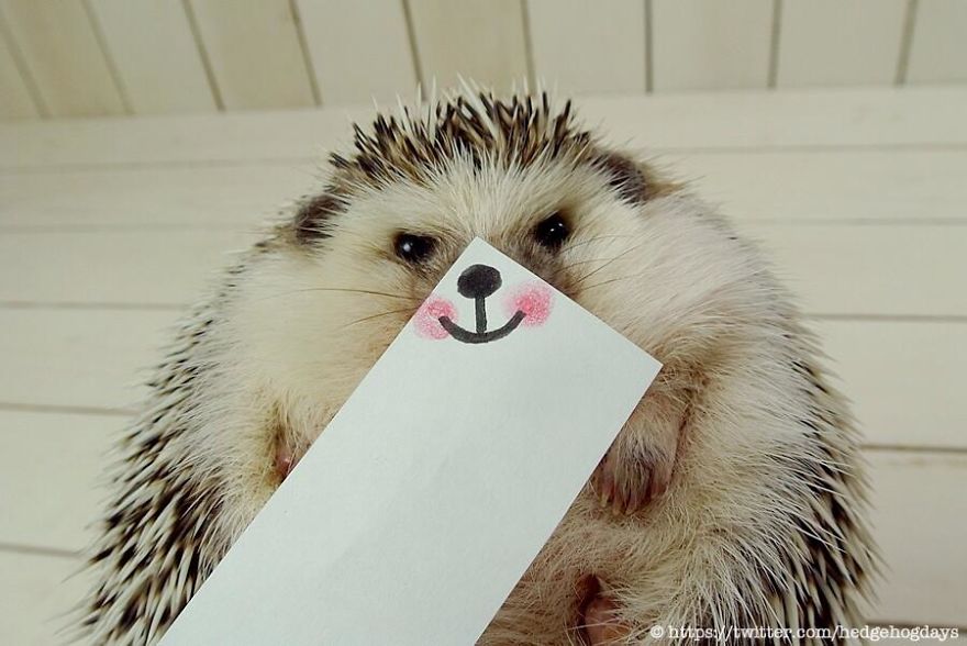 These Hedgehog Faces Are Probably The Cutest Thing On Twitter Right Now
