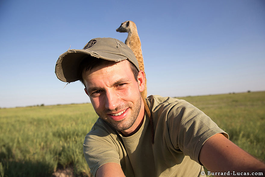 Photographer Became A Handy Lookout Post For Clever Meerkats